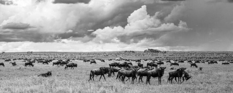 Herbivores ecosystems remains during 60 million years