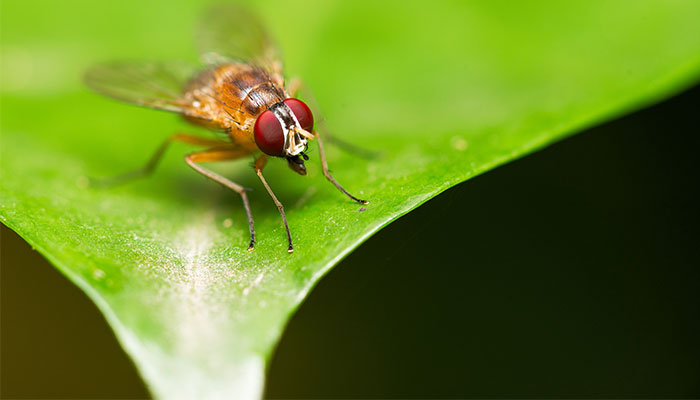 Common farm chemical threatens insect survival