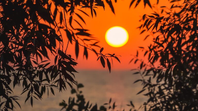 How Declining Solar Activity Could Impact Mediterranean Olive Cultivation