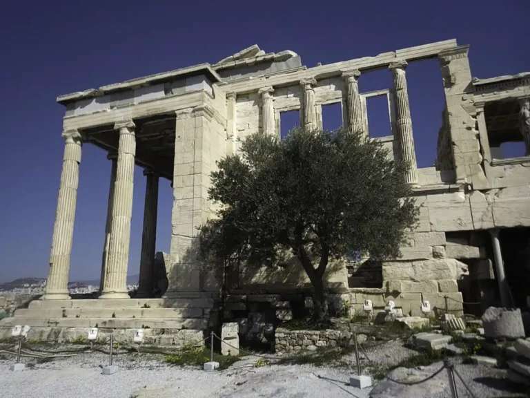 How Ancient Athens Protected Its Precious Olive Groves